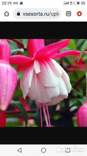 Фуксия сортовая