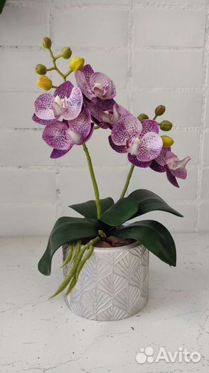 Орхидея