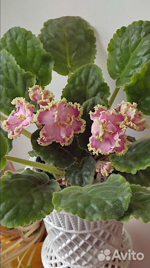 Сортовые фиалки