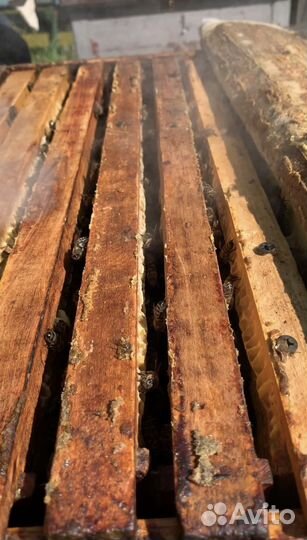 Продаю пчелосемьи