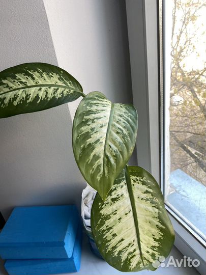 Диффенбахия