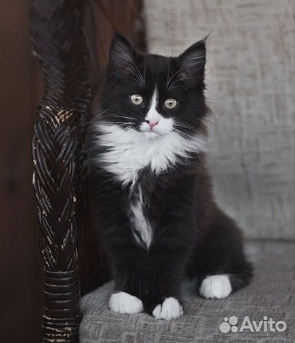 Котята от домашней кошки мышеловки объявление продам