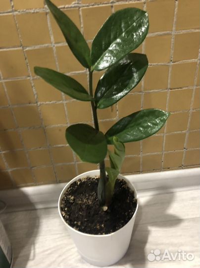 Замиокулькас