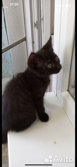 Маленький кот в добрые руки