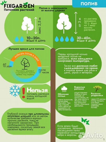 Каштан конский Высота от 300см