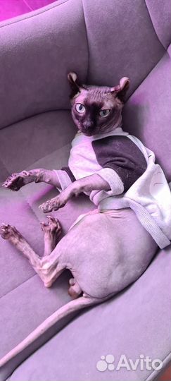 Сфинкс эльф вязка