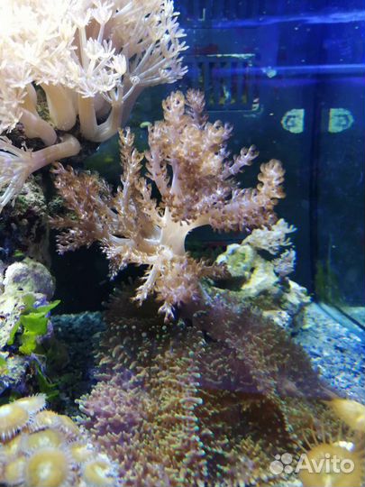 Кораллы живые, для морского аквариума