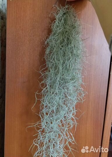 Тилландсия атмосферная (борода)