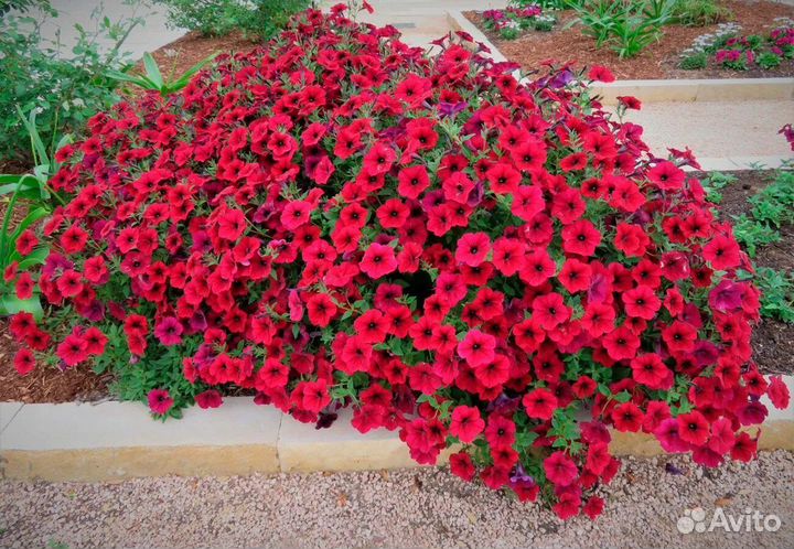 Петуния тайдал вейв сильвер, ред велюр, петхоа