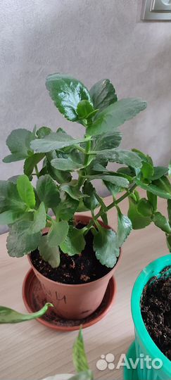 Комнатные растения