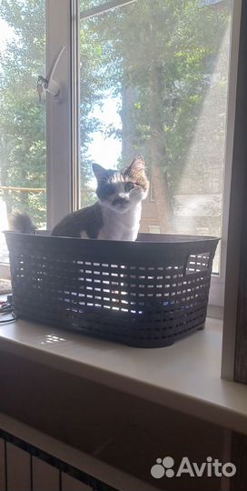 Передержка домашних животных