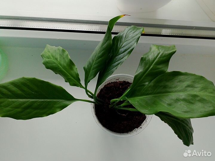 Спатифиллум женское счастье