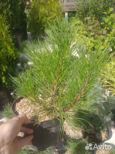 Сосна горная Мугус С-2/С-4, Н 20-30 см