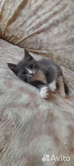 Отдам бесплатно