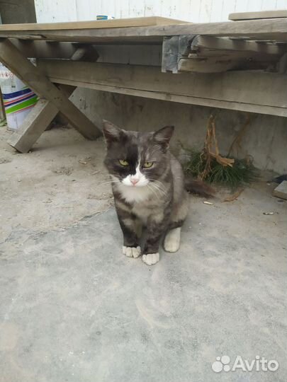 Котик ищет дом и любящих хозяев