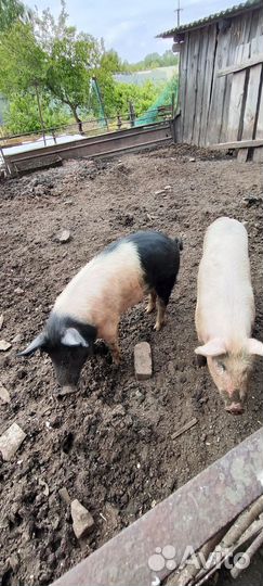 Обычный поросёнок