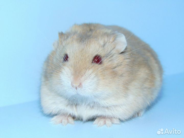 Карликовые хомяки из питомника