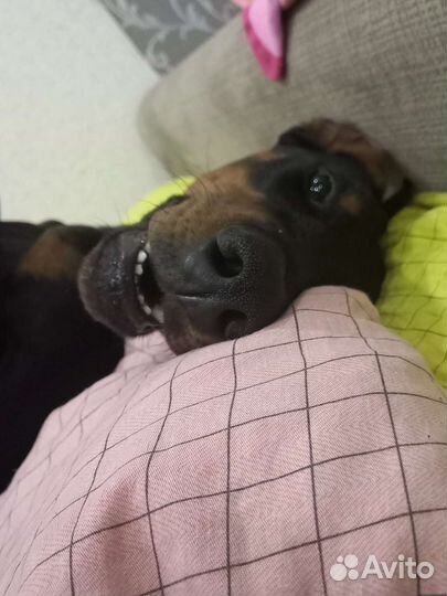 Доберман Вязка