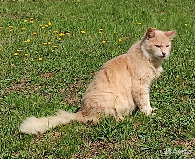 Кот Персик ищет дом