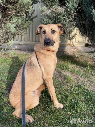 Басик в добрые руки