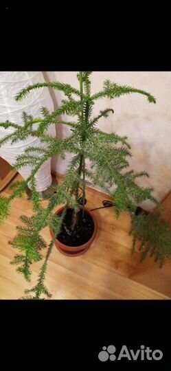 Араукария чилийская торг