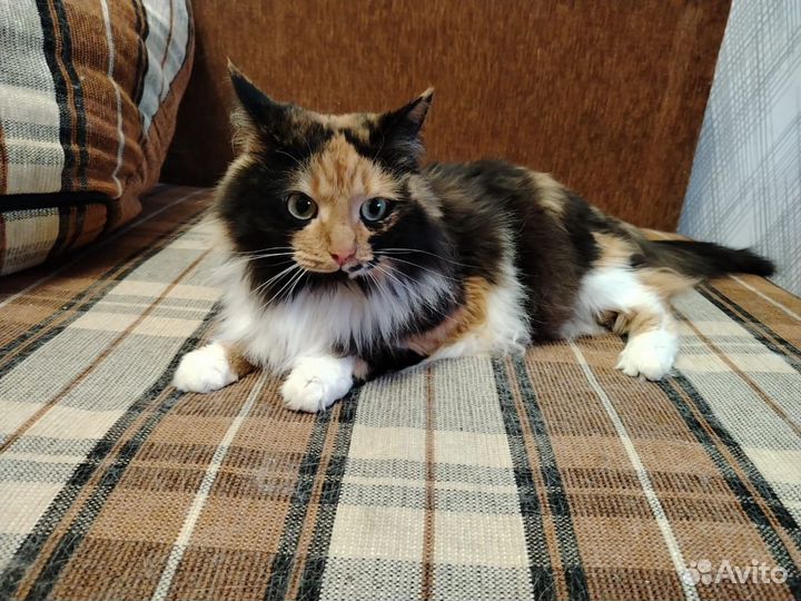 Кошка Люся