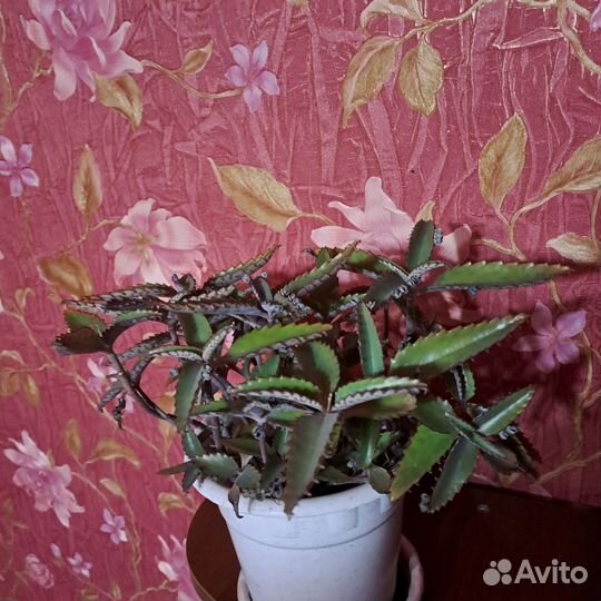 Каланхоэ лечебное