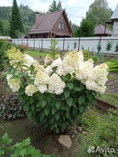 Гортензия