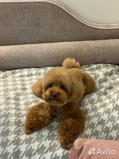 Пудель вязка