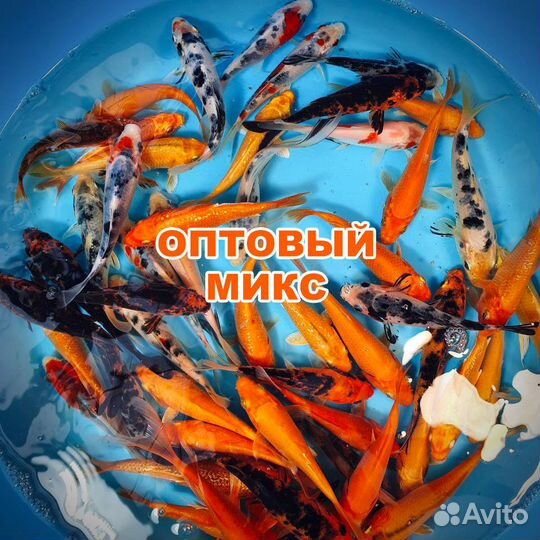 Карпы Кои: Оптовый микс