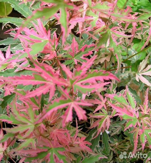 Клен Баттерфляй