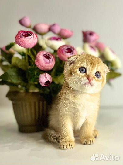 Шотландские вислоухие котята золотые
