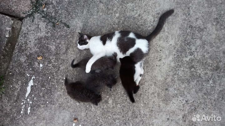Котята 4шт в добрые руки (мальчики)