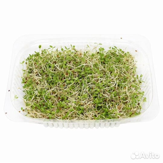 Микрозелень горох, капуста, горчица, люцерна