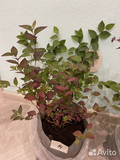 Спирея японская