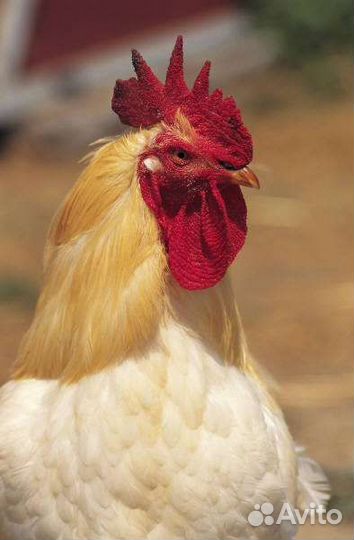 Петухи