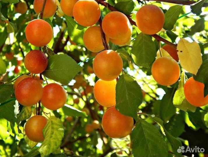 Саженцы алычи Солнечный зайчик