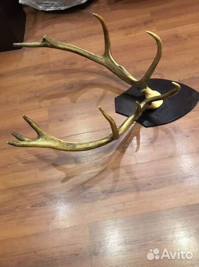 Рога оленя