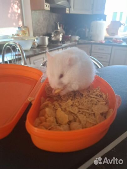 Сирийский хомяк