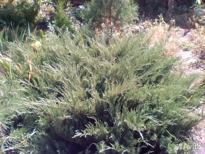 Можжевельник казацкий