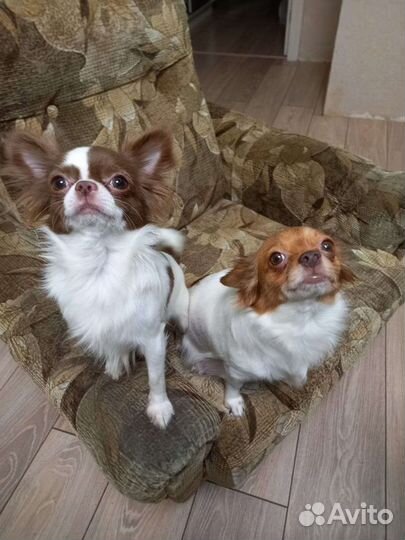 Щенки чихуахуа длинношерстные