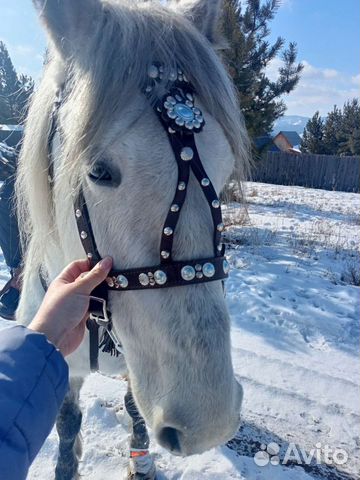 Прогулка на лошадях