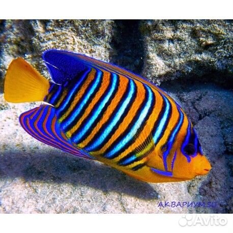 Золотая рыбка