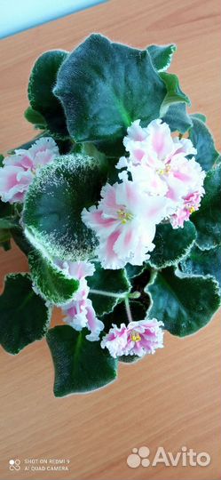 Бронь для Татьяны. Фиалка Румяные щечки