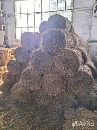Солома пшеничная в тюках