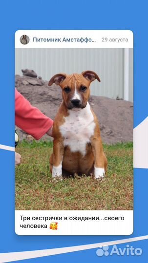 Щенки с родословной