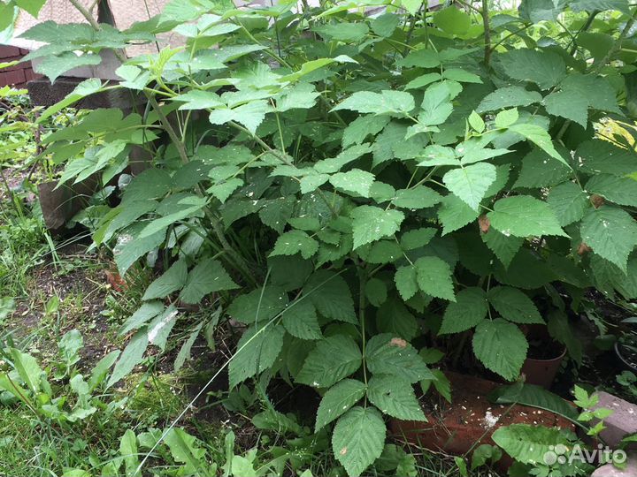 Красная ремонтантная малина