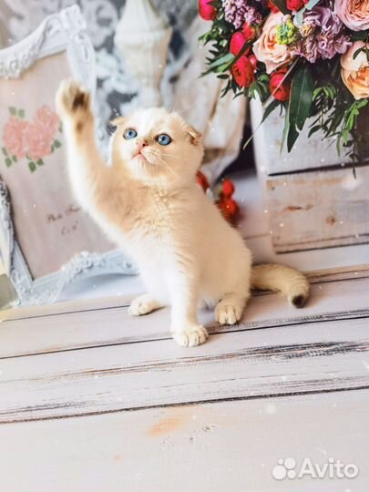 Шотландский колорный котёнок Золотая шиншилла