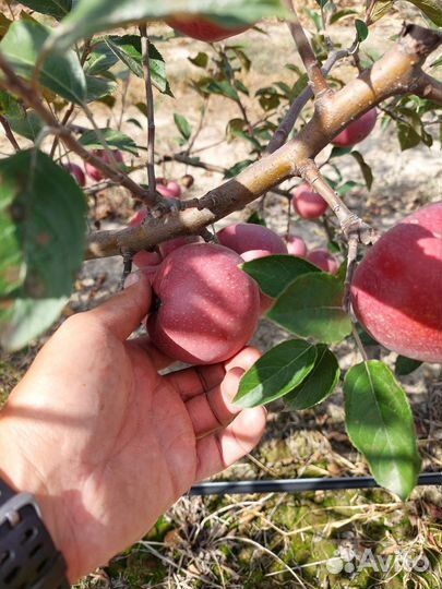 Яблоки оптом