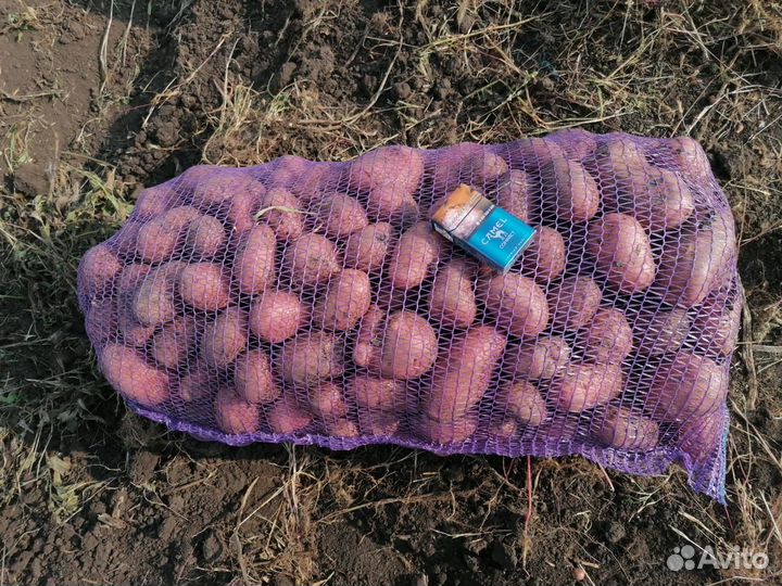 Продам картофель оптом